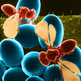 Parasitic Wasps, Sem by Science Source