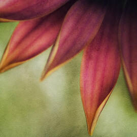 Petals by Bonnie Bruno