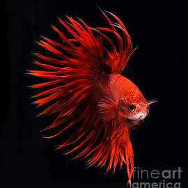 red betta fish by Visarute Angkatavanich
