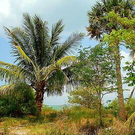 Sanibel Island by Monica Lewis