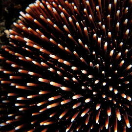 Sea urchin by Sami Sarkis Photography