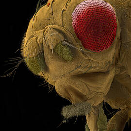 Sem Of A Mutant Fruit Fly by Ted Kinsman