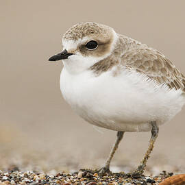 Snowy Plover In Winter Plumage Point by Sebastian Kennerknecht