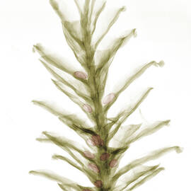 X-ray Of Pinecone With Seeds by Ted Kinsman