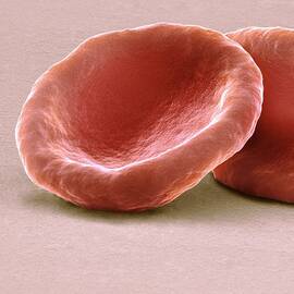 Red Blood Cells, Sem