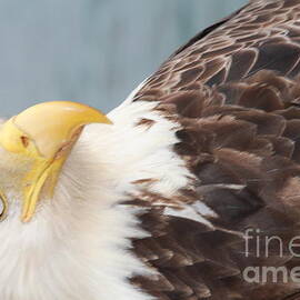 Bald Eagle by Dean Gribble