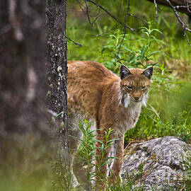 Lynx by Heiko Koehrer-Wagner