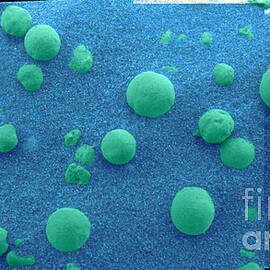 Martian Soil by NASA/Science Source