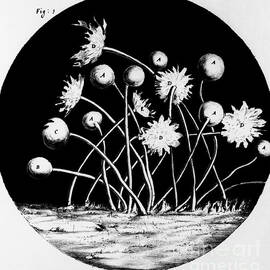 Micrographia by Science Source