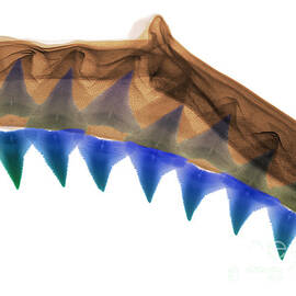 X-ray Of Shark Jaws by Ted Kinsman