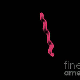Campylobacter Jejuni by Science Source