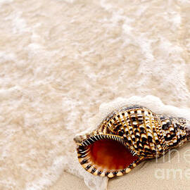 Seashell and ocean wave 1 by Elena Elisseeva