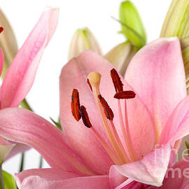 Pink Lilies by Nailia Schwarz