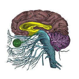 Brain Anatomy