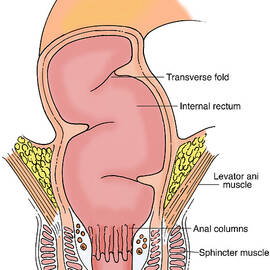 Illustration Of Rectum by Science Source