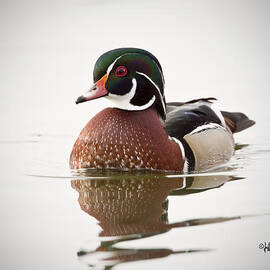 A Male Wood Duck