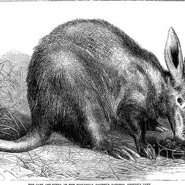AARDVARK by Granger