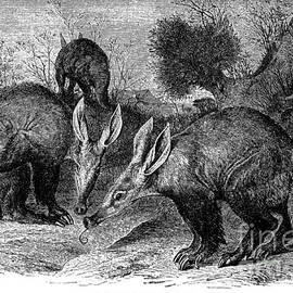 AARDVARKS by Granger