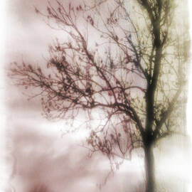 abstract fall trees by David Ridley