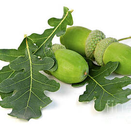 Acorns with oak leaves by Elena Elisseeva