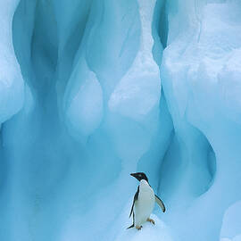Adelie Penguin on Iceberg by Colin Monteath