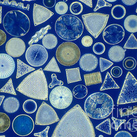 Algae, Fossil Diatoms, Lm by M I Walker