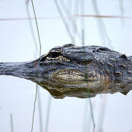 Alligator in the Everglades by Randall Nyhof