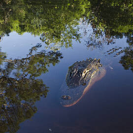 American Alligator In The Okefenokee Swamp by Pete Oxford