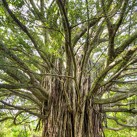 Ancient Maui Banyan Tree 2 by Dustin K Ryan
