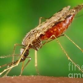 Anopheles Mosquito Feeding by Science Source