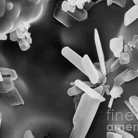 Aspirin Tablet Sem by Science Source