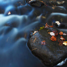 Autumn Leaves in The Stream