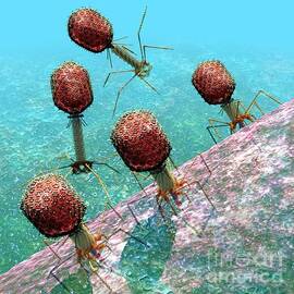 Bacteriophage T4 virus group 1 by Russell Kightley