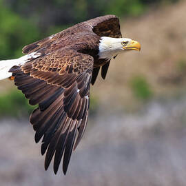 Bald Eagle by Beth Sargent