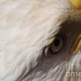 Bald Eagle Close Up by Dean Gribble