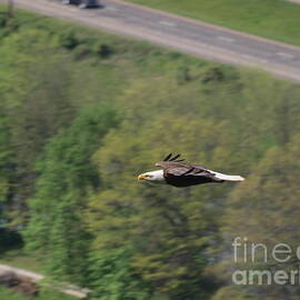 Bald Eagle In Flight One
