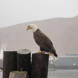 Bald eagle on piling by Dean Gribble