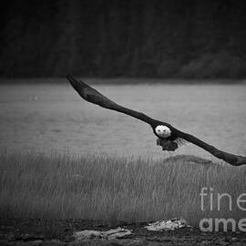 Bald Eagle Take Off Series 8 of 8