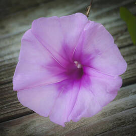 Beach Glory Squared by Teresa Mucha