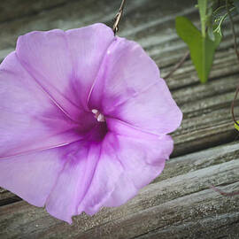Beach Glory by Teresa Mucha