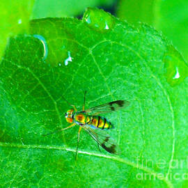 Bee on Green Leaf