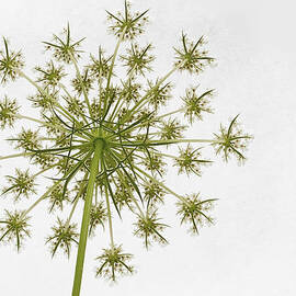 Behind the Queen by Jean Noren