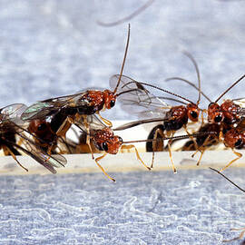 Biosteres Arisanus Wasp by Science Source