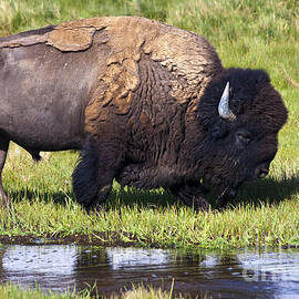 Bird n Bison by Scotts Scapes