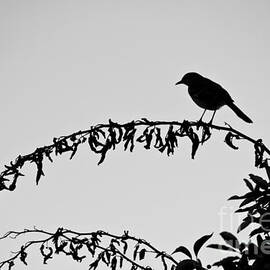 Bird on Branch