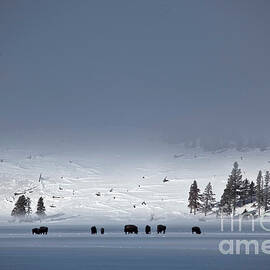 Bison On Snowy Plains by Greg Dimijian