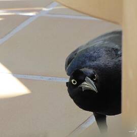 Blackbird Curiosity 0703