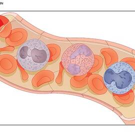 Blood Cells, Artwork