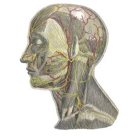 Blood Vessels Of The Head, Artwork