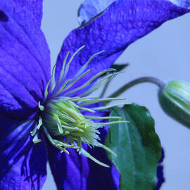 Blue Flower by Donna Corless